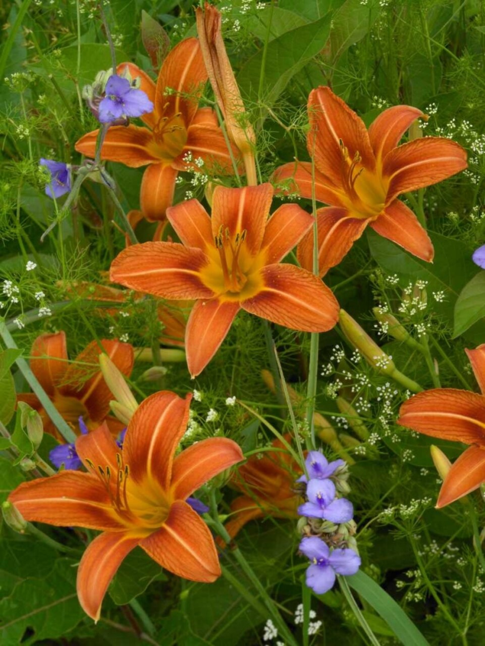 Orange Daylily with Virginia Spiderwort North America Poster Print by Tim Fitzharris - Item # VARPDX396416